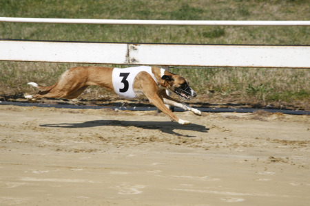 Running racing greyhound dog on racing track