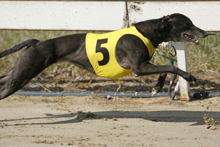 Ultra fast greyhound flying over race trackの写真素材