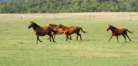 Beautiful purebred horses see more in my portfolioの写真素材