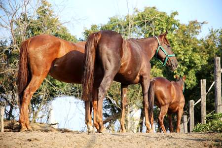 Purebred young stallions standing in summer corralの写真素材