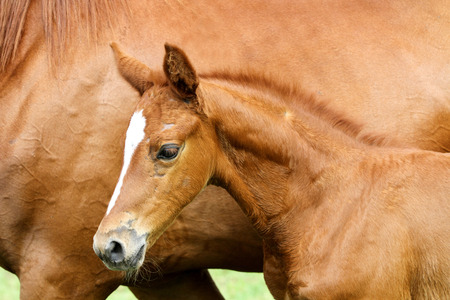 Thoroughbred few weeks old foal against her mother closeup の写真素材