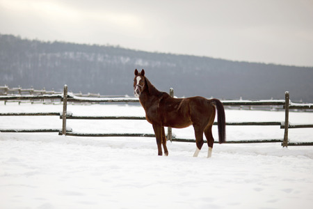 Chestnut brown horse standing in a cold winter pasture rural sceneの写真素材