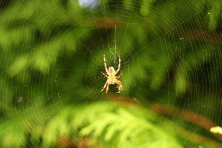 Spiderweb on green natural blurry background with a spider in actionの写真素材