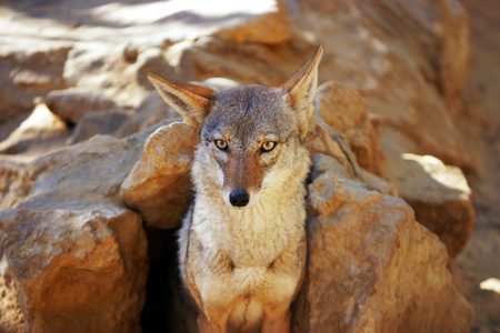 Desert fox sitting in front of cave natural environmentの写真素材