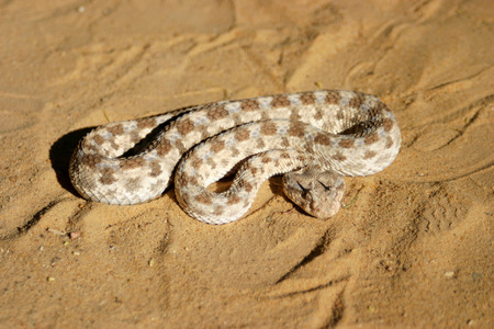 African saharan horned viper in the sandの写真素材