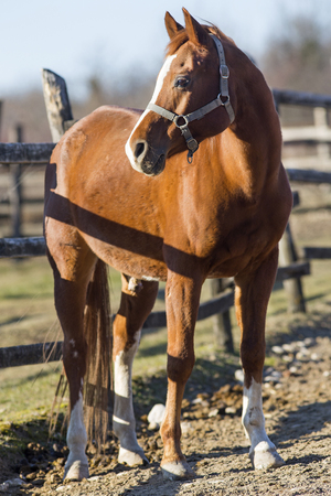 Purebred horse peaceful standing  in front of wooden corral fence in beautiful winter lightsの写真素材