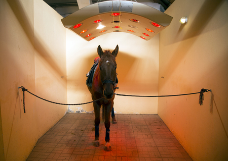 Thoroughbred stallion enjoy equine solarium on animal farm rural sceneの写真素材