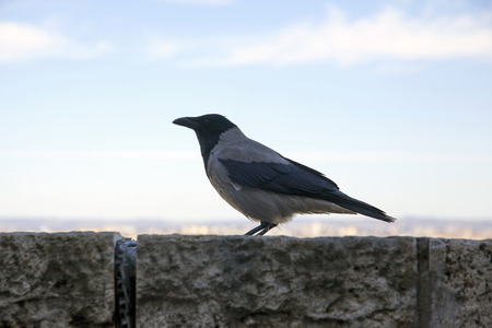 Old hooded crow walking in the castle bastion in Budapest