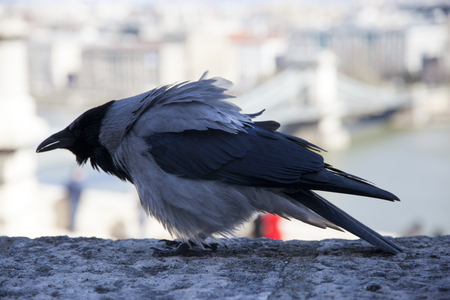 Old hooded crow walking in the castle bastion in Budapest. Closeup photo of a hooded crow at Budapest Castle. Close up of a corvus cornix aka crow in Budapest Hungary castleの写真素材