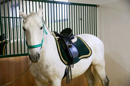 Gray colored lipizzan saddle horse waiting for ridersの写真素材