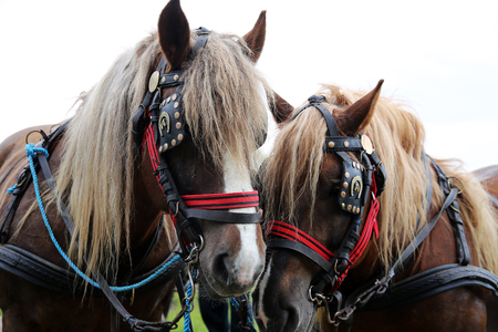 Close up of draft heavy horses in beautiful harnessのeditorial素材