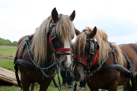 Farm horses fitted with beautiful handmade harness waiting to go to work against green natural backgroundのeditorial素材