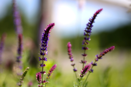 Summer feeling at animal farm in the paddock bokeh moodの写真素材