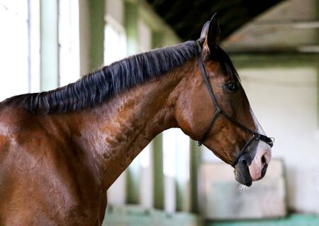 Gentle racehorse waiting for trainer in riding hallの写真素材