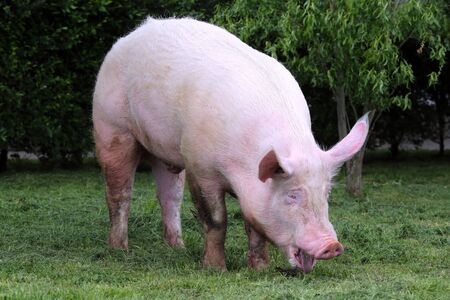 Funny photo of a mighty domestic pig sow on pasture