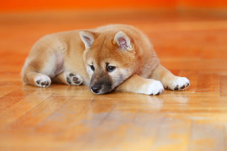 Very tired little shiba inu pup laying on the groundの写真素材