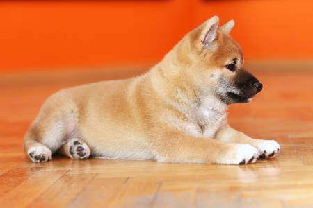 Close up of a Shiba Inu puppy purebreed dog on red background の写真素材