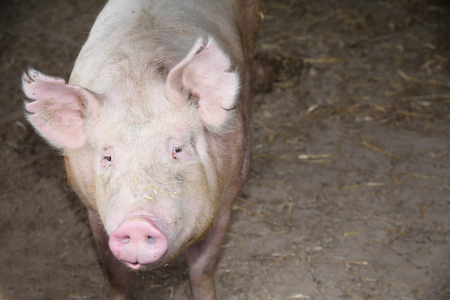 Close-up of a young big domestic pig at animal farm indoors.Horizontal front view head shot close up of mighty pig sow in the barnの写真素材