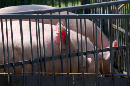 Nice clean washed breeding pigs enjoy the sunshine