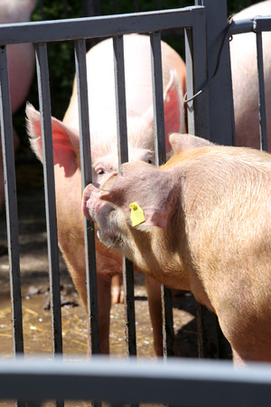Group of domestic pink colored pig shows waiting for food in the box outdoors. Domesticated pig behind metal fence enjoy summer sunshineのeditorial素材
