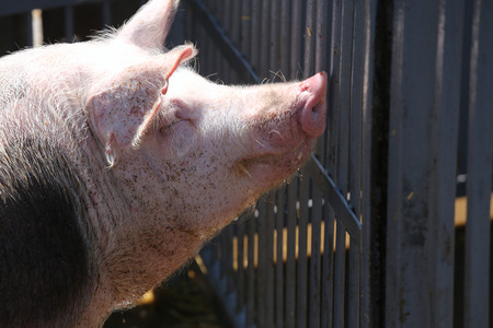 Pig sow sunbathing after shower behind metal fences