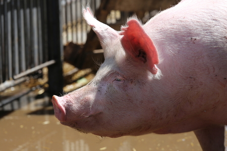 Extreme close up portrait of young pig sowの写真素材