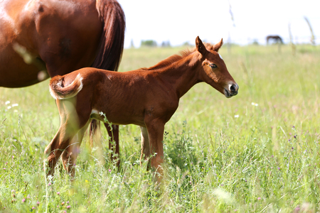 Beautiiful one weeks old foal grazing with her motheron summer pastureの写真素材
