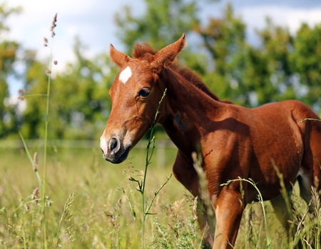Curious baby horse walking around the corral