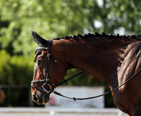 Portrait close up of dressage sport horse with unknown rider.Sport horse portrait during dressage competition under saddleの写真素材