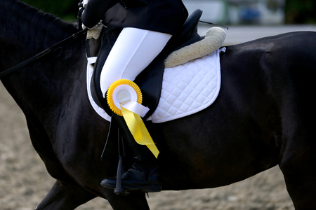 Sport horse portrait during dressage competition under saddle.Unknown contestant rides at dressage horse event indoor in riding groundの写真素材