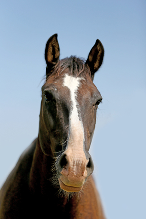 Thoroughbred youngster posing on the green meadow summertime. Portrait of a purebred young horse on summer pasture. Closeup of a young domestic horse on natural background outdoors rural sceneの写真素材