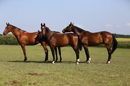 Purebred young horses grazing on the meadow summertimeの写真素材