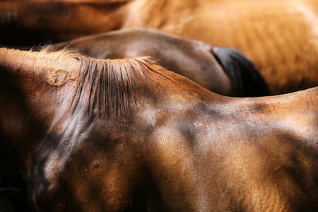 Domestic thoroughbred horse eating hay on hot summer day wooden shadow rural sceneの写真素材