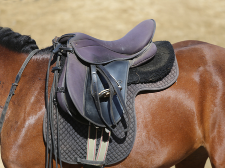 Sport horse close up under old leather saddle on dressage competition. Equestrian sport background.の写真素材