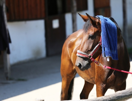 Sun protection with wet terrycloth on head of a thoroughbred  sporty horseyの写真素材