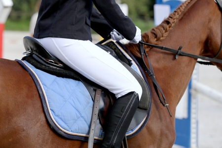 Sport horse close up under old leather saddle on dressage competition. Equestrian sport background.の写真素材