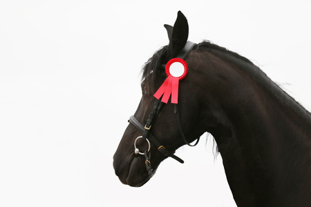 Headshot closeup of a few month old purebred friesian foalの写真素材