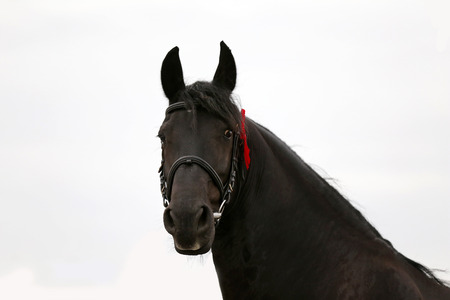 Headshot closeup of a purebred friesian stallionの写真素材