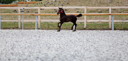Photo of a friesian black colored foal with halter open air