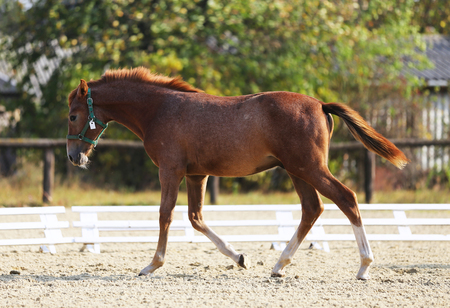 Cheerful young purebred foal posing and running on natural green background in the sandの写真素材
