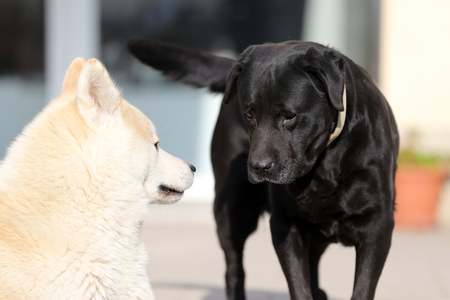 Two beautiful dogs sunbathing outdoorsの写真素材