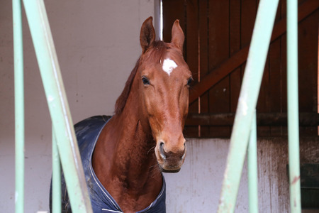 Portrait closeup of beautiful young chestnut horse in stall box. Purebred horse with beautiful eyes...