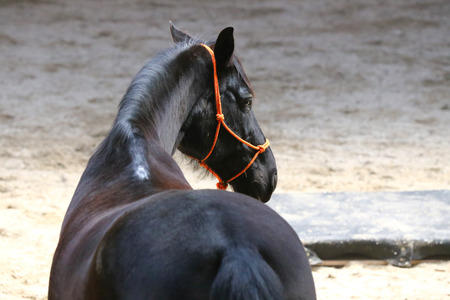 Portrait head shot closeup of a young saddle horse indoorの写真素材