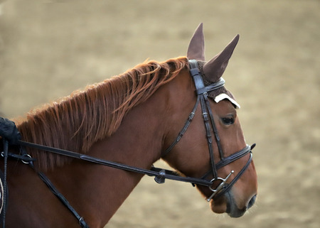 Sport horse closeup on dressage competition. Equestrian sport background