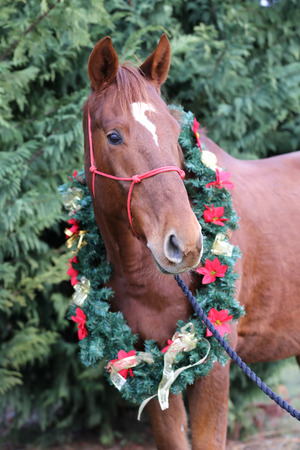 Portrait of a horse wearing beautiful garlandの写真素材