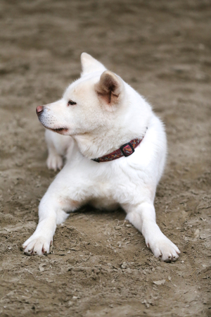 Closeup of a young purebred japanese akita inu dogの写真素材