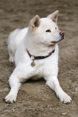 Head portrait of a young japanese adult akita inu dogの写真素材