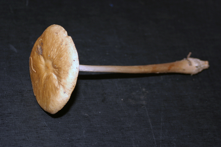 Xerula longipes fungus on black colored table for demonstrationsの写真素材