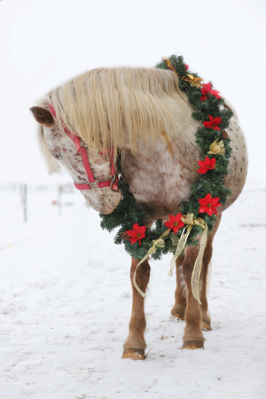 Dreamy christmas image of asaddle horse wearing a beautiful wreath in snowfallの写真素材