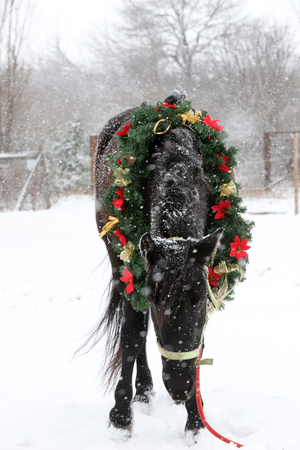 Saddle horse wearing beautiful colorful christmas wreath at advent weekend in the fresh snowの写真素材